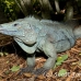 iguana_blue_qebp_gc_h_0201_cay0678.jpg